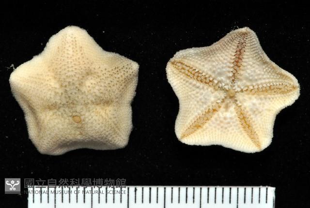 擬淺盤步海燕藏品圖，第2張