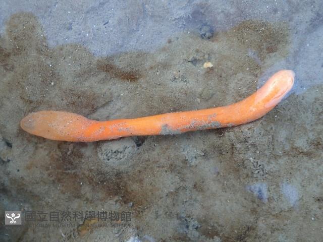 未知種海仙人掌藏品圖，第2張