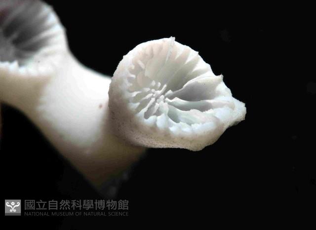 枝狀多目珊瑚藏品圖，第2張