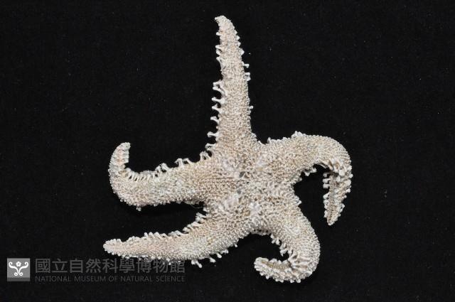 太陽海星之一種藏品圖，第2張