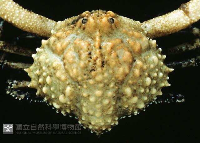 仿泡粒長螯蟹藏品圖，第2張