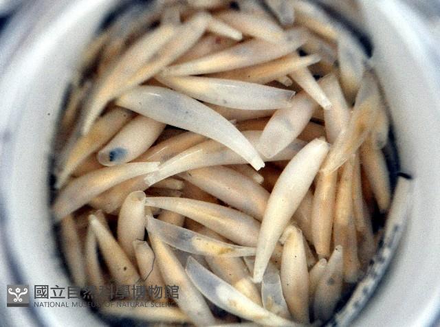 胖象牙貝藏品圖，第2張