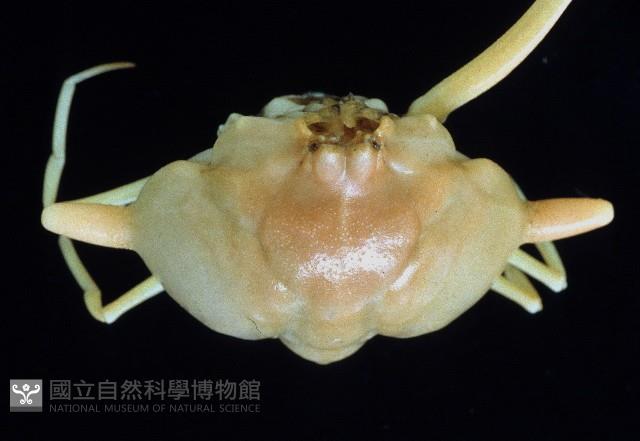 雙角轉輪蟹藏品圖，第2張