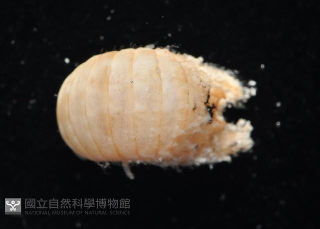 未知種等足類藏品圖，第2張