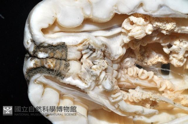 未知種海葵(海葵目)藏品圖，第2張