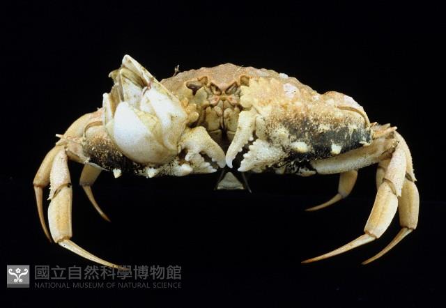 短刺筐形蟹藏品圖，第2張