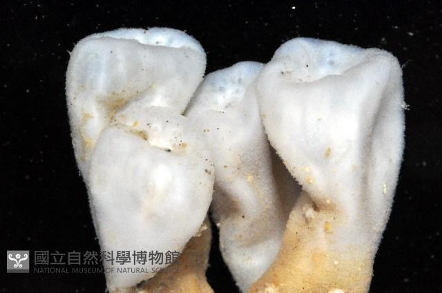 未知種海鞘藏品圖，第2張