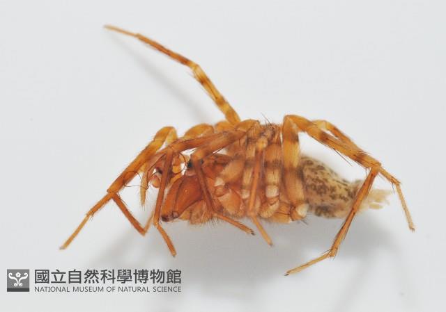 雙叉隙蛛藏品圖，第2張