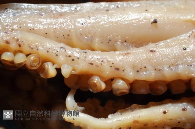 小頭魷魚藏品圖，第2張