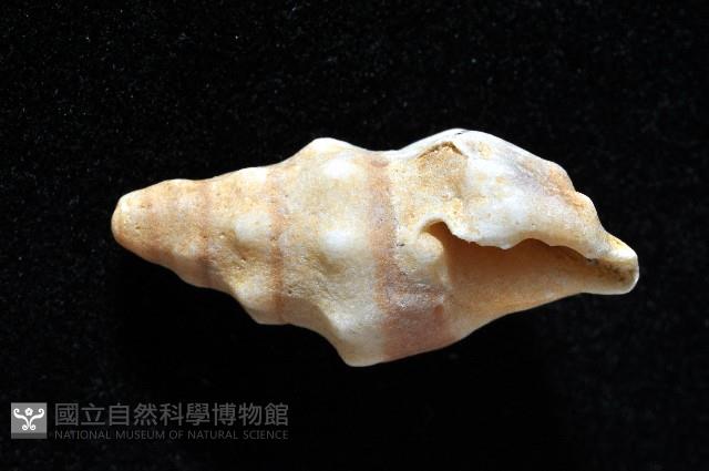登錄號:007327-00025藏品圖，第2張