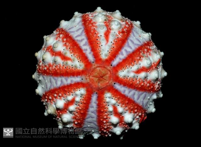 浪腔海膽(波紋腔海膽)藏品圖，第2張