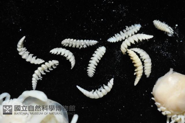 中華淺鰓虱藏品圖，第2張
