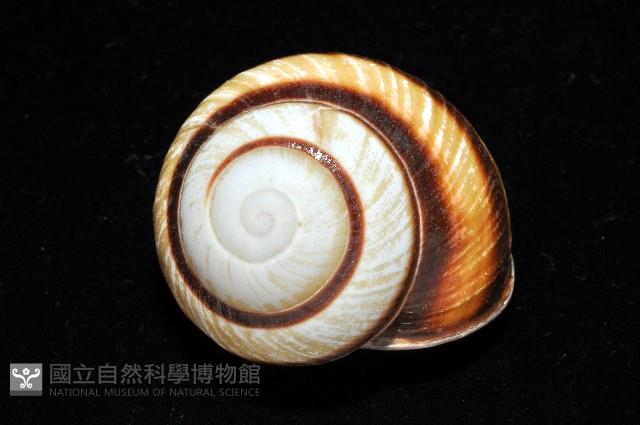 黑白光澤蝸牛藏品圖，第2張