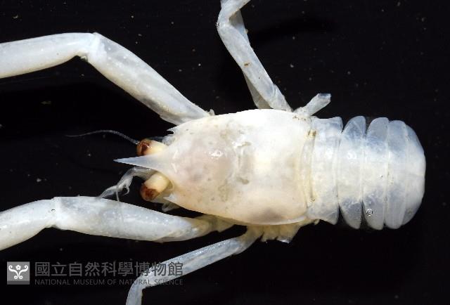 未知種折尾蝦藏品圖，第2張