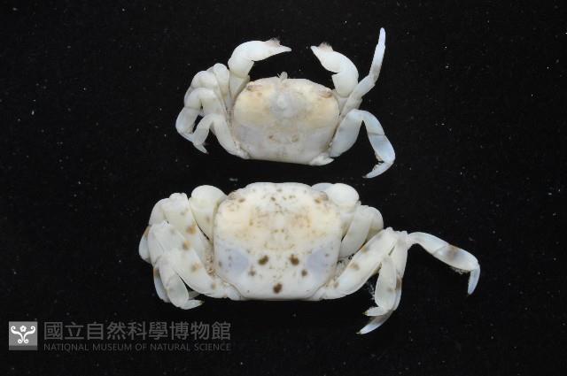 白假方蟹藏品圖，第2張