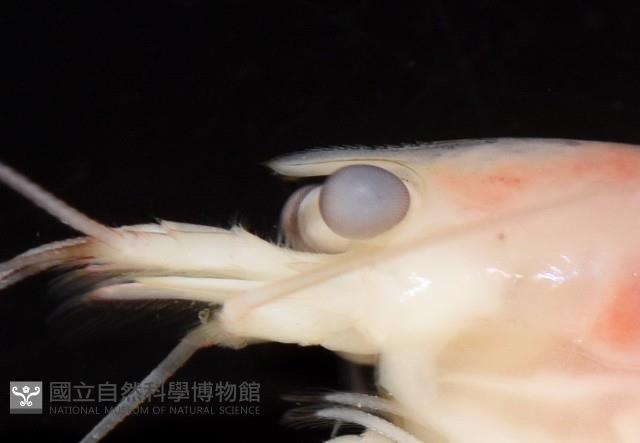 湧泉新米蝦藏品圖，第2張