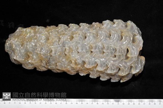 椰子螺藏品圖，第2張