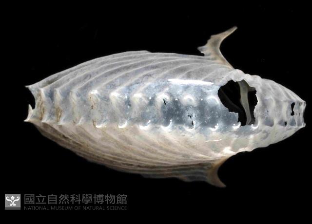 扁船蛸藏品圖，第2張