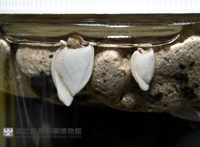 鵝茗荷藏品圖，第2張