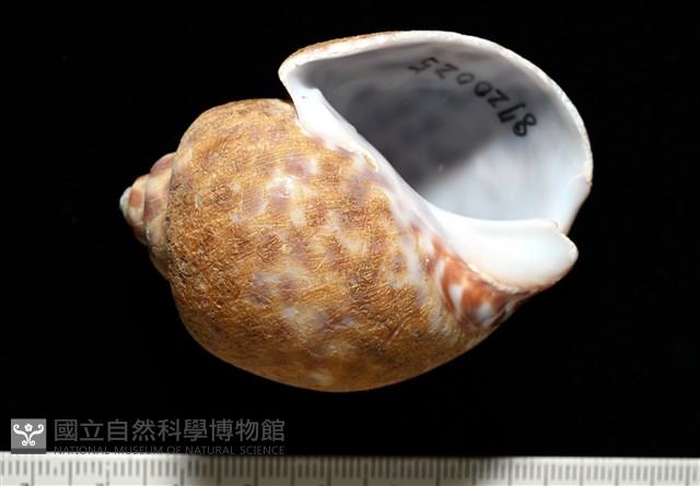 阿拉伯鳳螺藏品圖，第2張