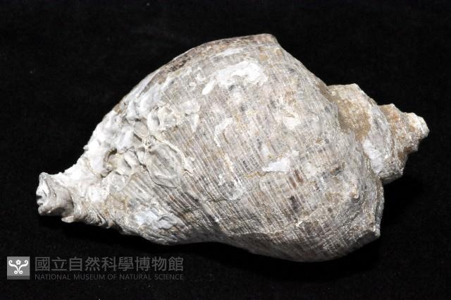 紅皺岩螺藏品圖，第2張