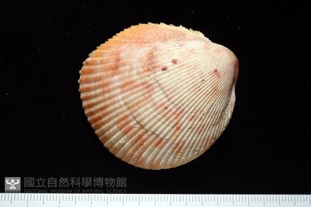 登錄號:007819-00095藏品圖，第2張