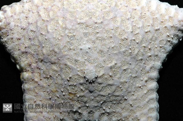 麵包海星(饅頭海星)藏品圖，第2張