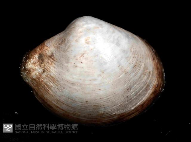 未知種杓蛤藏品圖，第2張