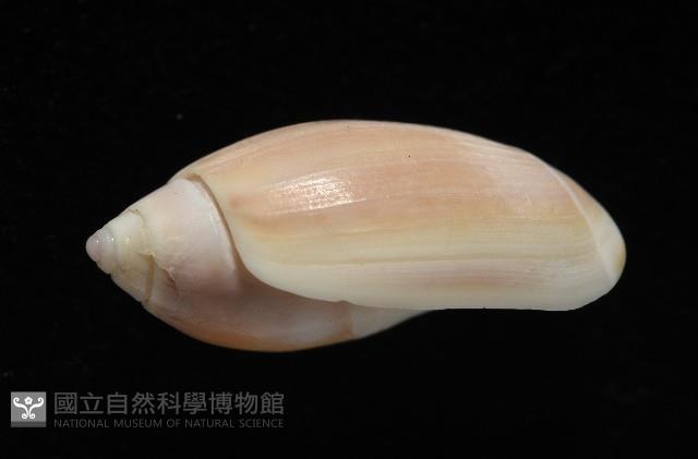 寬口彈頭螺藏品圖，第2張