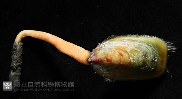亞氏海豆芽藏品圖，第2張