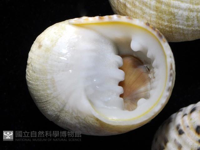 白肋蜑螺藏品圖，第2張