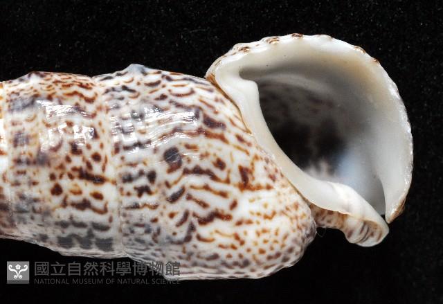 鴞蟹守螺藏品圖，第2張