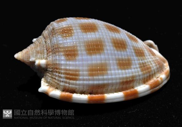 布紋鬘螺藏品圖，第2張