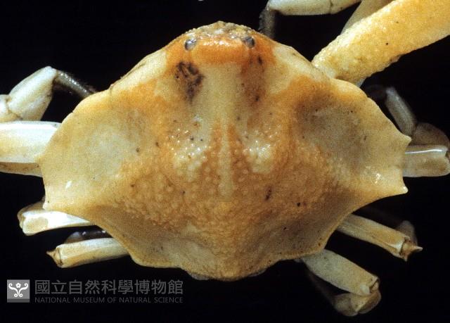 小五角蟹藏品圖，第2張