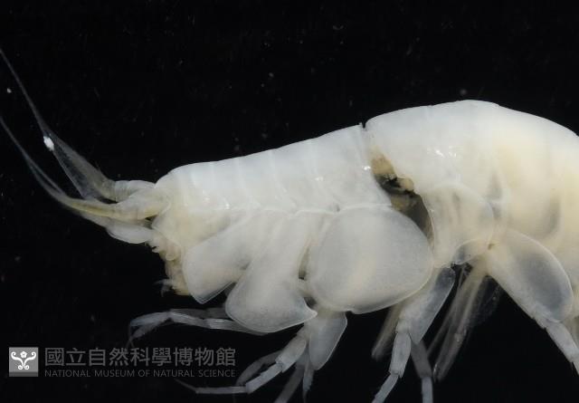 未知種深海側甲鉤蝦藏品圖，第2張