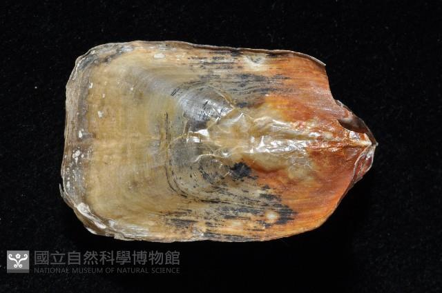 鴨嘴海豆芽藏品圖，第2張