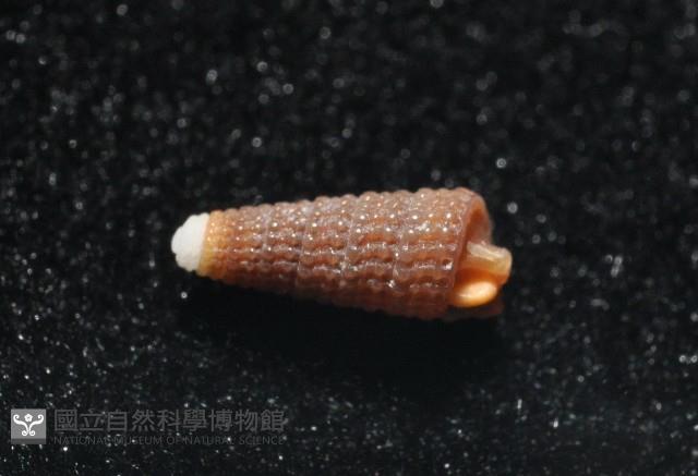 左錐螺之一種藏品圖，第2張
