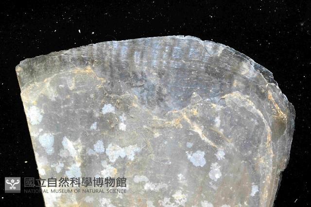 牛角江珧蛤藏品圖，第2張