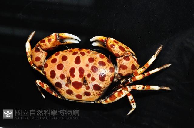 紅斑斗蟹藏品圖，第2張
