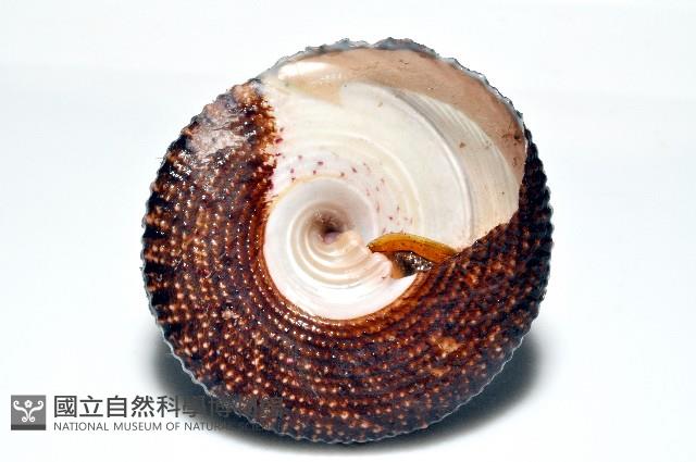 花斑鐘螺藏品圖，第2張