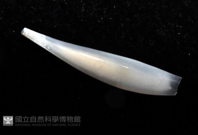 胖象牙貝藏品圖，第2張