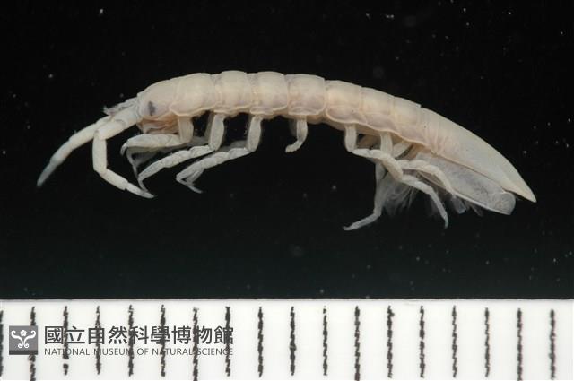 平尾棒鞭水虱藏品圖，第2張