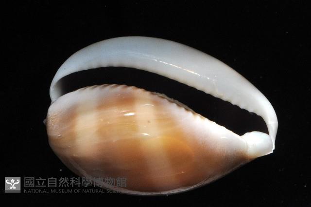 白星寶螺藏品圖，第2張