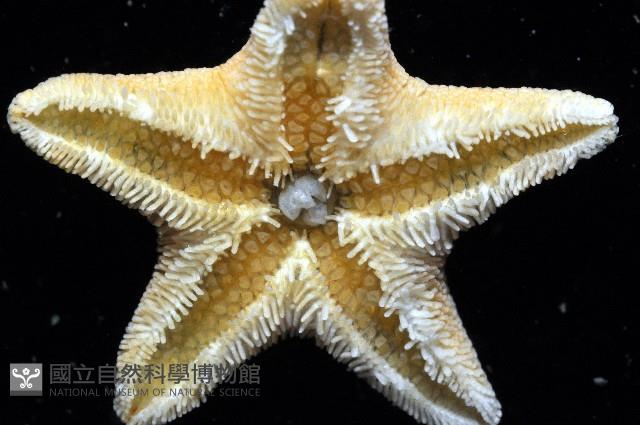 南極齒海星藏品圖，第2張