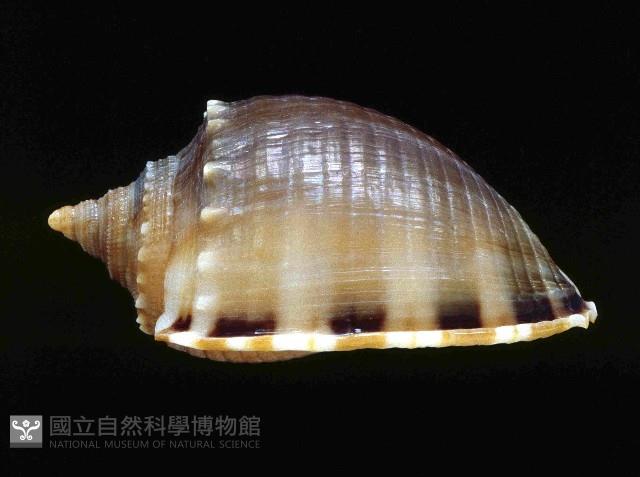 灰鬘螺藏品圖，第2張
