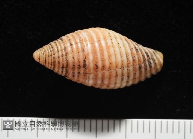 登錄號:007819-00116藏品圖，第2張