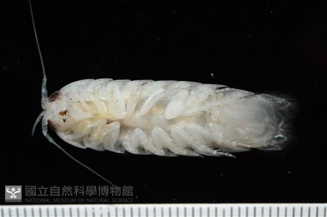 未知種浪漂水虱藏品圖，第2張