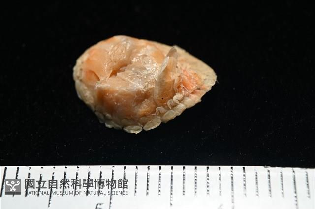 思氏不對稱鰓虱藏品圖，第2張