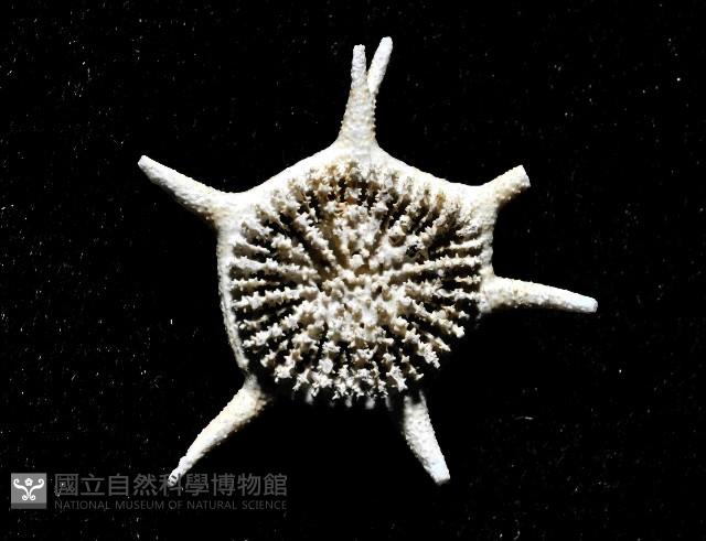 棘花葉珊瑚藏品圖，第2張