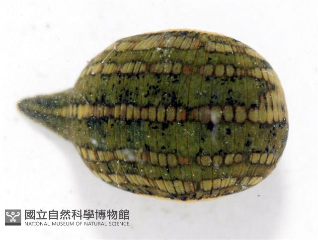 光潤金線蛭藏品圖，第2張